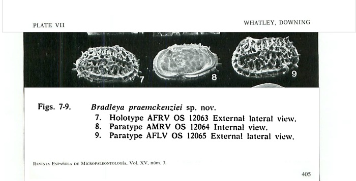 Bradleya praemckenziei Whatley & Downing, 1983 from the original description