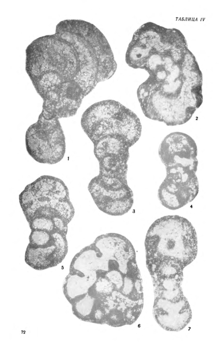 Cribroparaendothyra simonovae Lipina in Rauzer-Chernousova et al., 1996 Cribroparaendothyra simonovae Lipina in Rauzer-Chernousova et al., 1996