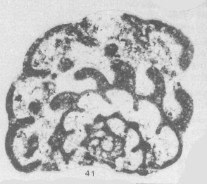 Syntype of Cribroparaendothyra simonovae Lipina in Rauzer-Chernousova et al., 1996 identified as P. portentosa in Hance et al. (2011) Syntype of Cribroparaendothyra simonovae Lipina in Rauzer-Chernousova et al., 1996 identified as P. portentosa in Hance et al. (2011)