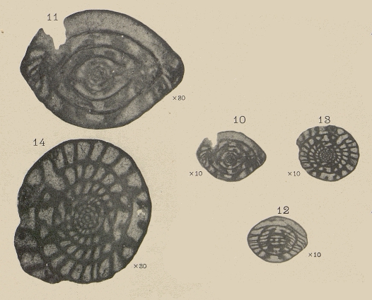 Schwagerina prisca Deprat, 1912 Schwagerina prisca Deprat, 1912