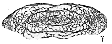 Rugosofusulina alpina (Schellwien, 1898) Rugosofusulina alpina (Schellwien, 1898)