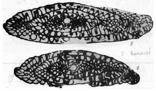 Fusulina kamensis Safonova, 1951 Fusulina kamensis Safonova, 1951