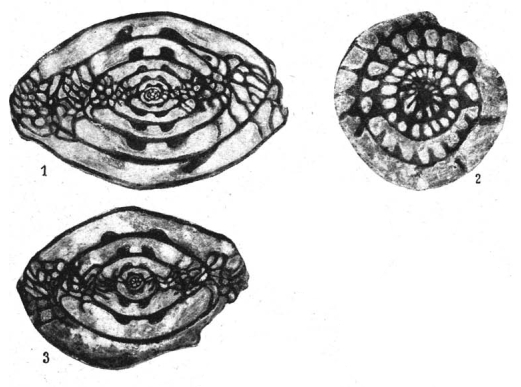 Profusulinella priscoidea Rauzer-Chernousova, 1938 Profusulinella priscoidea Rauzer-Chernousova, 1938
