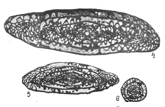 Rugosofusulina serrata Rauzer-Chernousova, 1937