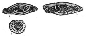 Triticites schwageriniformis Rauzer-Chernousova, 1938