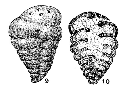 Cribrostomum textulariforme Möller, 1879