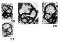 Chromista - Foraminifera (foraminifers)