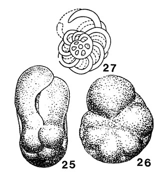 Biseriammina uralica Chernysheva, 1941