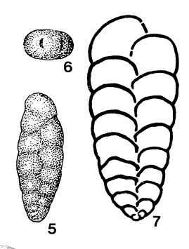 Deckerellina istiensis Reitlinger, 1950 Deckerellina istiensis Reitlinger, 1950