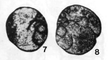 Septoglobivalvulina guangxiensis Lin, 1978