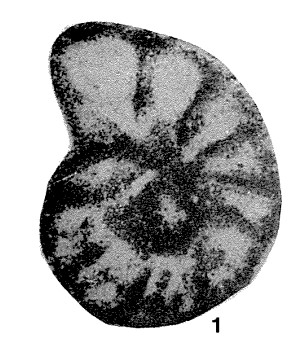 Lipinella notata Malakhova, 1975 Lipinella notata Malakhova, 1975