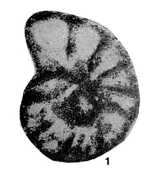 Lipinella notata Malakhova, 1975