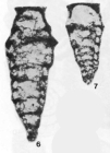 Louisettita elegantissima Altiner & Brönnimann, 1980