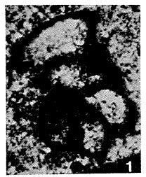 Dagmarita chanakchiensis Reitlinger, 1965 Dagmarita chanakchiensis Reitlinger, 1965