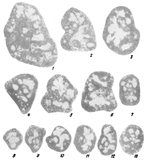 Dariopsis curviseptum Malakhova, 1975
