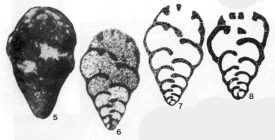 Koskinotextularia cribriformis Eickhoff, 1968