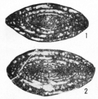 Eochusenella longsangensis Huang in Huang & Zeng, 1984