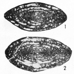 Eochusenella longsangensis Huang in Huang & Zeng, 1984 Eochusenella longsangensis Huang in Huang & Zeng, 1984
