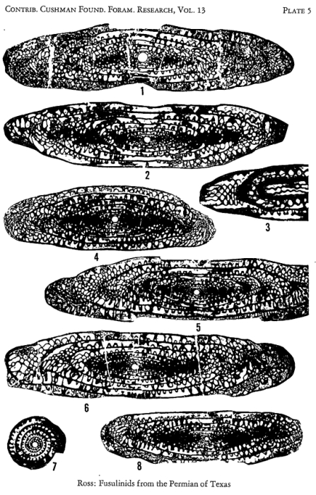 Parafusulina leonardensis Ross, 1962