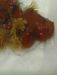 Botrylloides diegensis, Fig.4
