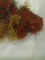 Tunicata (sea squirts)