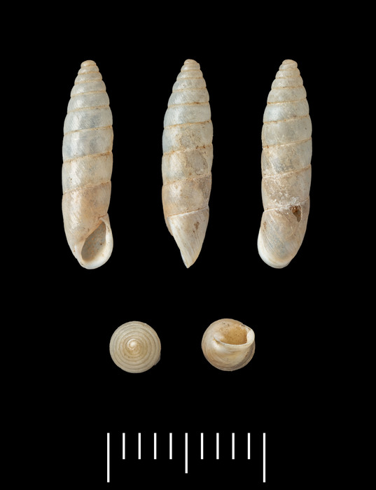Buliminus trojanus Kobelt, 1893 Buliminus trojanus Kobelt, 1893