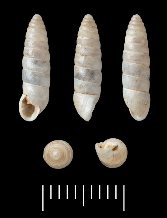 Buliminus priamus Kobelt, 1893 Buliminus priamus Kobelt, 1893