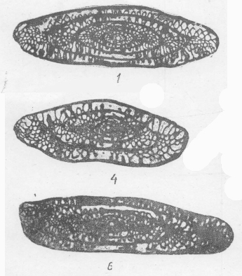 Schwagerina ellipsoides Grozdilova, 1937 Schwagerina ellipsoides Grozdilova, 1937