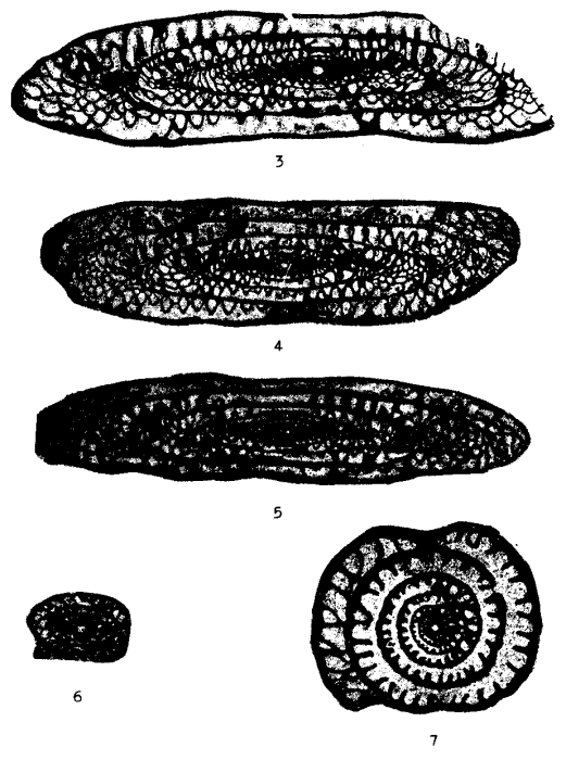 Pseudofusulina juresanensis Rauzer-Chernousova, 1940