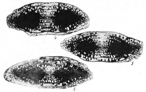 Pseudofusulina pseudopointeli Rauzer-Chernousova in Shcherbovich, 1969 Pseudofusulina pseudopointeli Rauzer-Chernousova in Shcherbovich, 1969