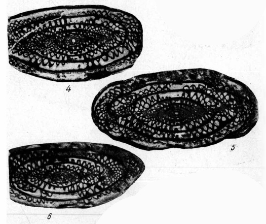 Pseudofusulina confusa Rauzer-Chernousova, 1949 Pseudofusulina confusa Rauzer-Chernousova, 1949