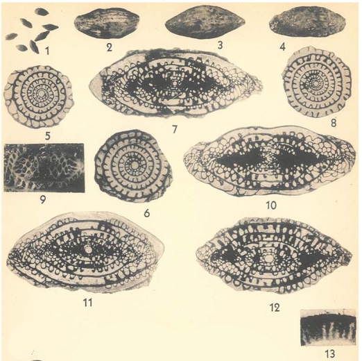 Schwagerina guembeli Dunbar & Skinner, 1937 Schwagerina guembeli Dunbar & Skinner, 1937