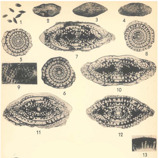 Schwagerina guembeli Dunbar & Skinner, 1937