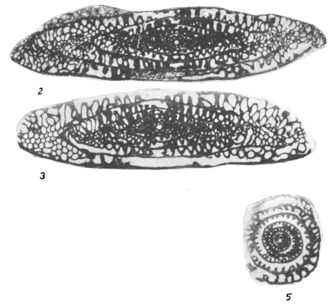 Pseudofusulina jaroslavkensis Vissarionova, 1938