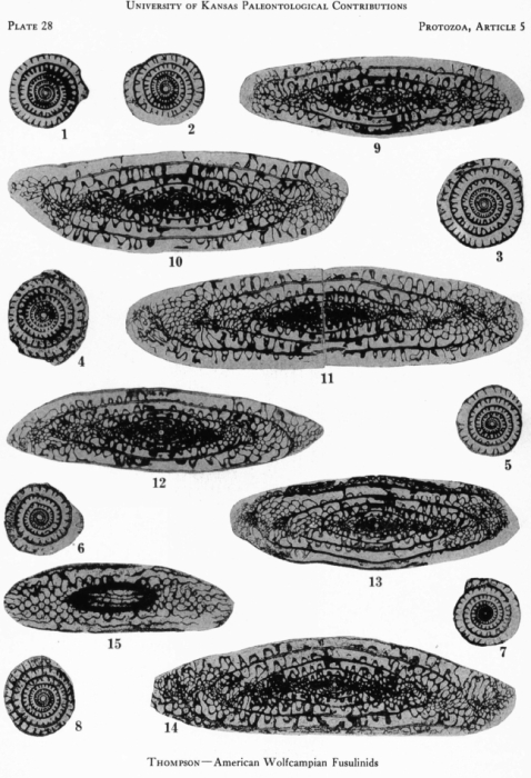 Schwagerina campensis Thompson, 1954