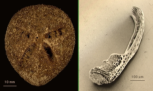 Amphipneustes lorioli Amphipneustes lorioli