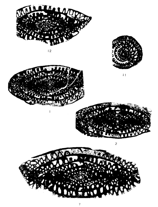 Pseudofusulina urdalensis Rauzer-Chernousova, 1940