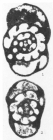 Globoendothyra (Globoomphalotis) pseudosamarica Bogush, 1987