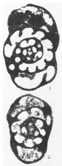 Globoendothyra (Globoomphalotis) pseudosamarica Bogush, 1987 Globoendothyra (Globoomphalotis) pseudosamarica Bogush, 1987