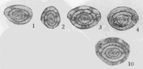 Paramisellina houchangensis Zhang & Dong in Xiao et al., 1986
