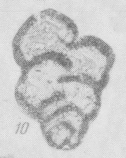 Admiranda (Ulanbella) anabensis Marfenkova, 1991 Admiranda (Ulanbella) anabensis Marfenkova, 1991