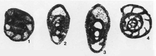 Neoendothyra reicheli Reitlinger, 1965 Neoendothyra reicheli Reitlinger, 1965