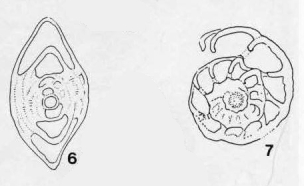 Robuloides lens Reichel, 1946 Robuloides lens Reichel, 1946