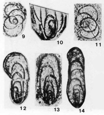 Partisania typica Sosnina, 1978