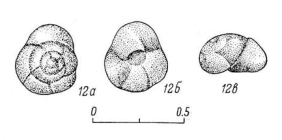 Ceratobulimina prudens Basov V.A. in Saks, 1969