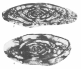 Moellerites lopasniensis Solovieva, 1986