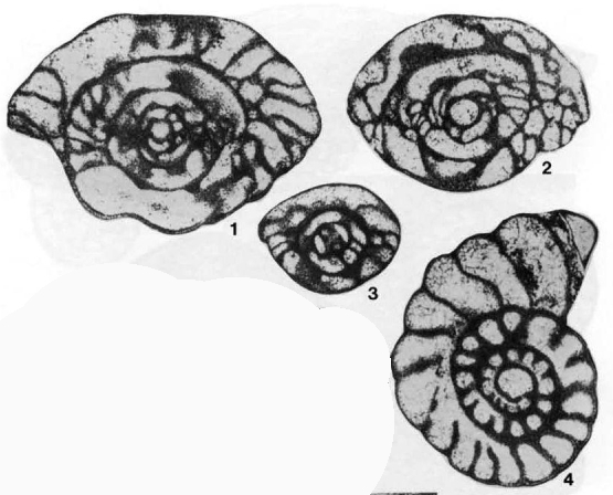 Plectofusulina franklinensis Stewart, 1958 Plectofusulina franklinensis Stewart, 1958