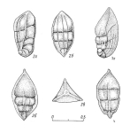 Chromista - Foraminifera (foraminifers)