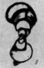 Endothyra spirilliniformis var. evoluta Reitlinger, 1950