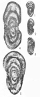Pamirina (Nanpanella) laxa Huang in Huang & Zeng, 1984